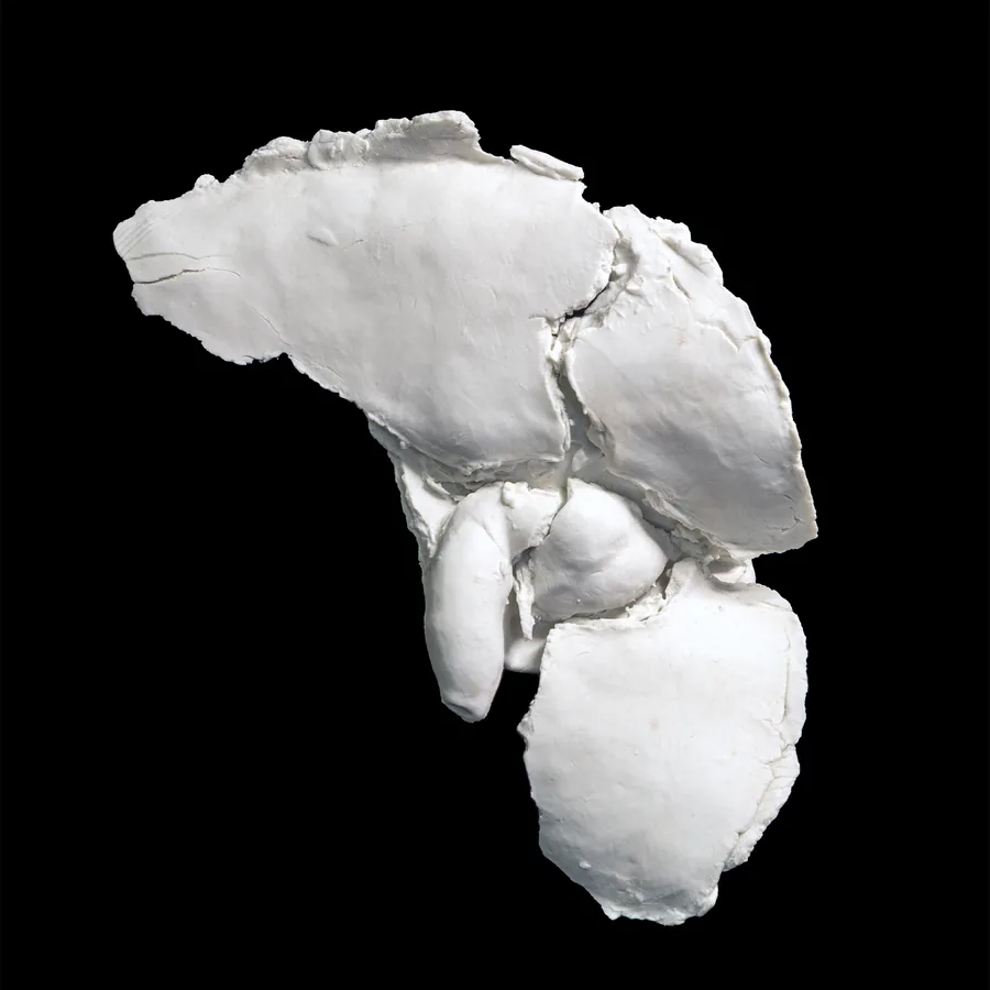 pudor, white porcelain fragment of a pelvis, cracked and built up in layers, front view