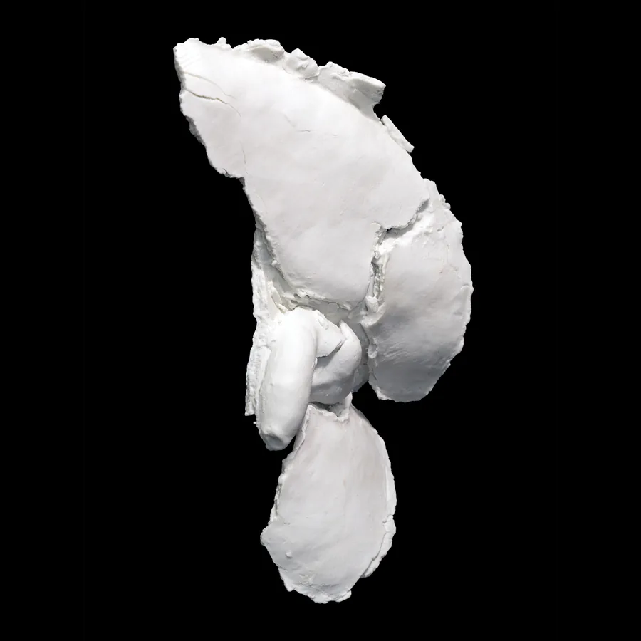 pudor, white porcelain pelvis fragment, side view