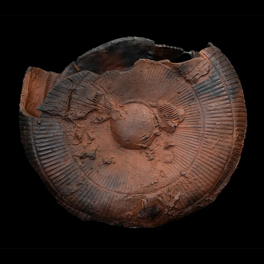 fan form 2, round vessel in smoke-fired etruscan red clay with a radiating relief