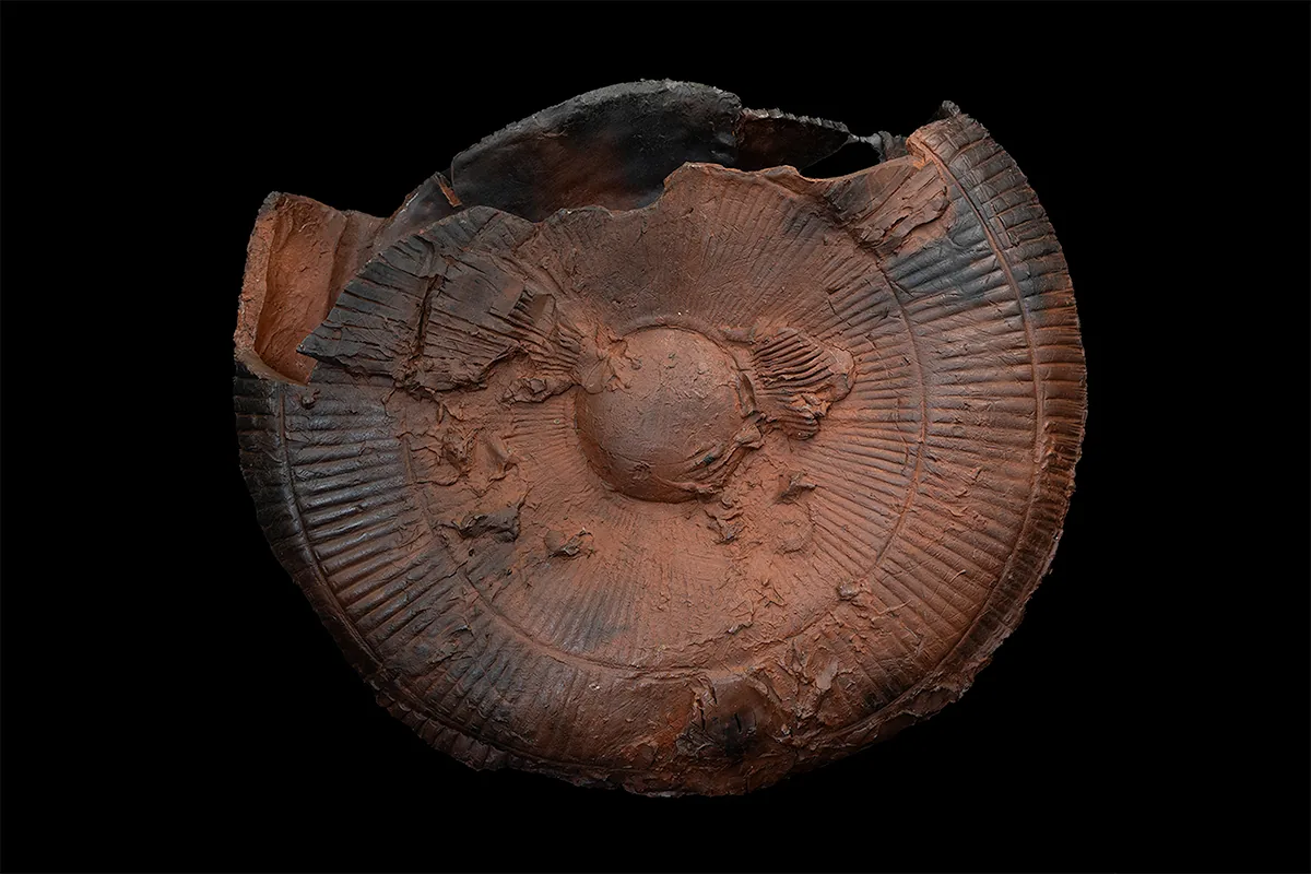 fan form 2, round vessel in smoke-fired etruscan red clay with a radiating relief, front