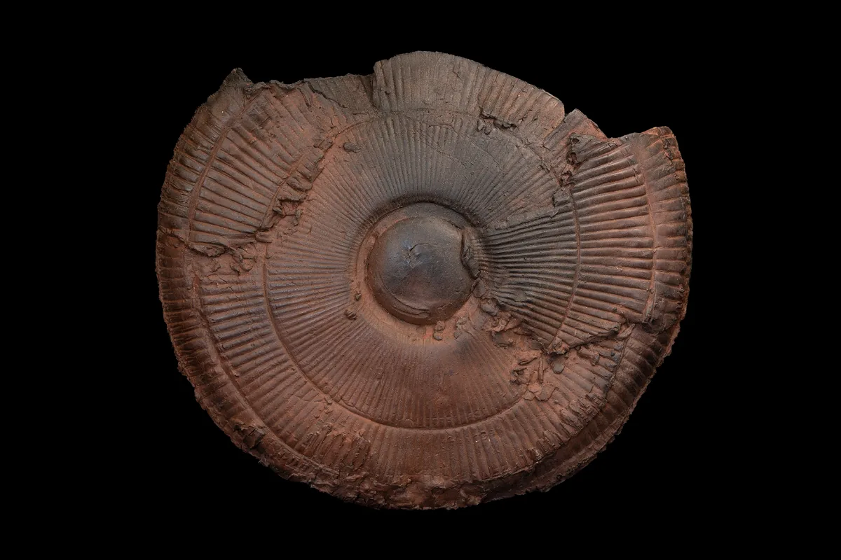 fan form 2, smoke-fired etruscan red clay vessel, back