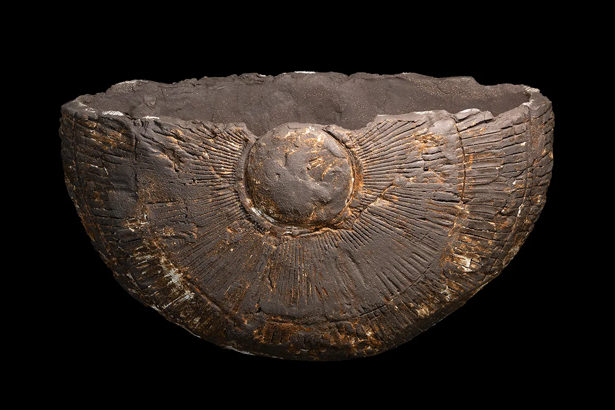 fan form 3, vulcan black clay vessel, back