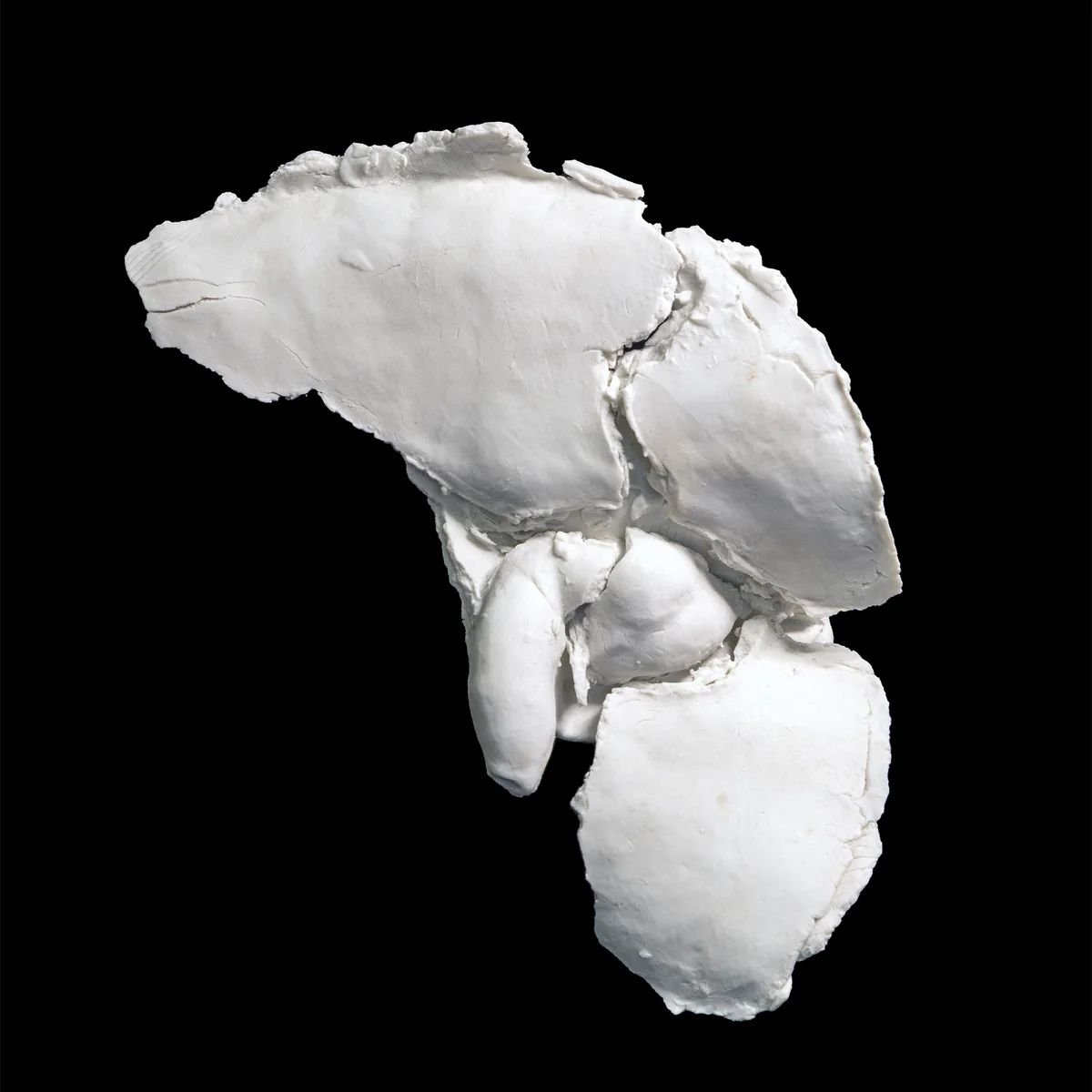 pudor, white porcelain fragment of a pelvis, cracked and built up in layers